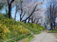 公園の桜