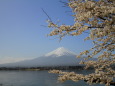 桜富士山