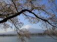 富士山に桜の傘