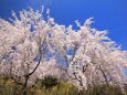 満開の枝垂れ桜-3