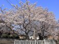 満開の記念桜