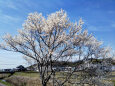 中郷川の桜