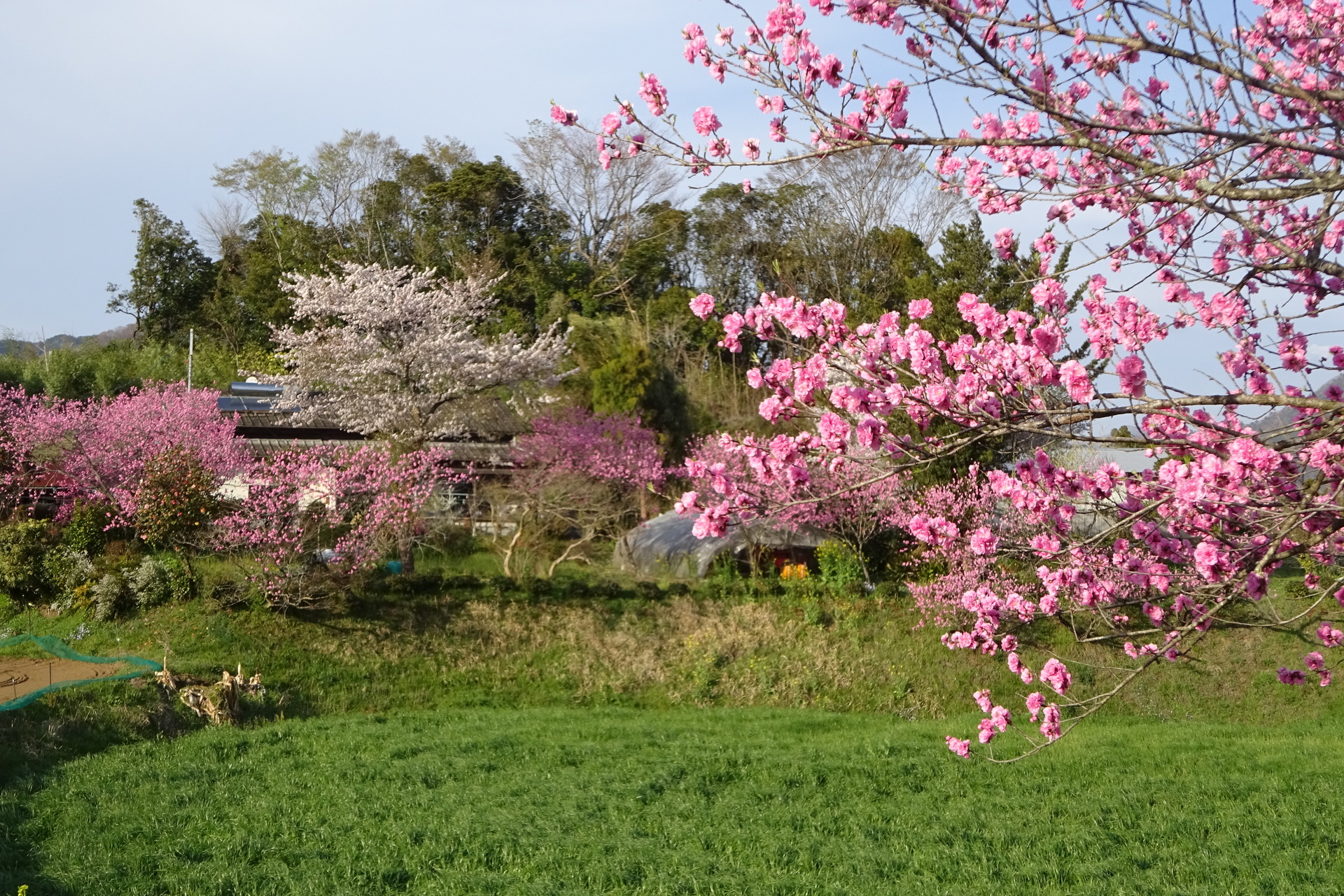 日本の風景 里の春景色 壁紙19x1280 壁紙館