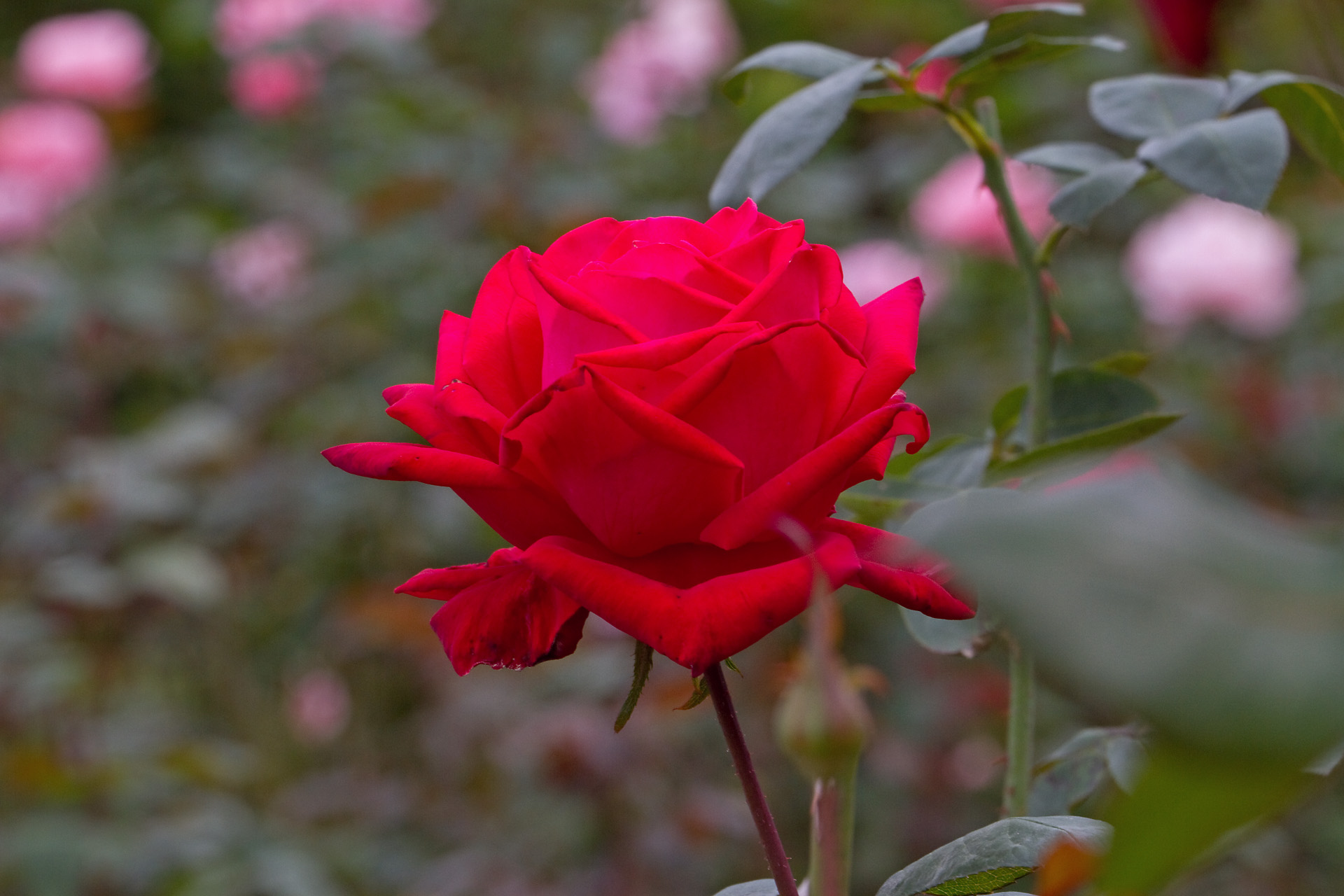 花 植物 クリスチャンディオール 壁紙19x1280 壁紙館 花 植物 クリスチャンディオール 壁紙19x1280 壁紙館