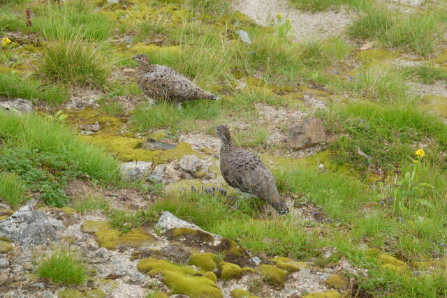 弓折岳のつがい