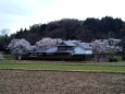 久々利川の桜