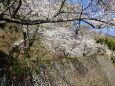 春高楼の花の宴 岡城址の桜