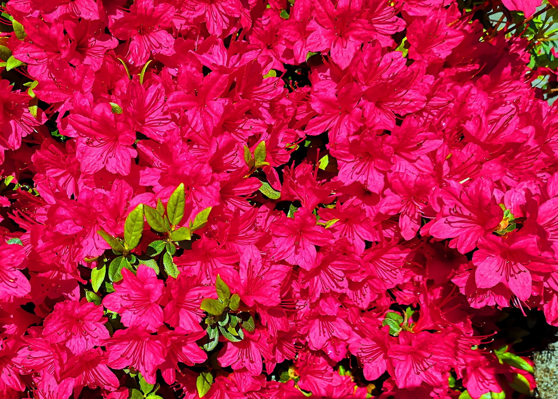 花 植物 春の花 壁紙19x1371 壁紙館
