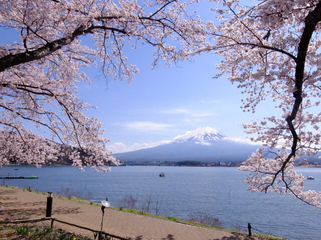 春の河口湖