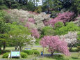 八重桜 咲く