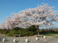 The 桜 (今年も桜が見れました)