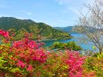 春の海と花