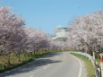 桜並木 1 2021年