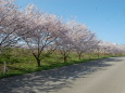 桜並木 2 2021年