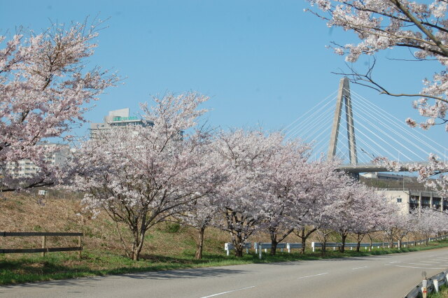 桜並木 3 2021年