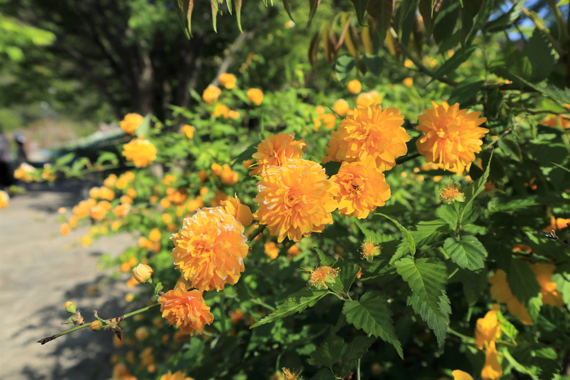 花 植物 八重やまぶき 壁紙19x1280 壁紙館 花 植物 八重やまぶき 壁紙19x1280 壁紙館