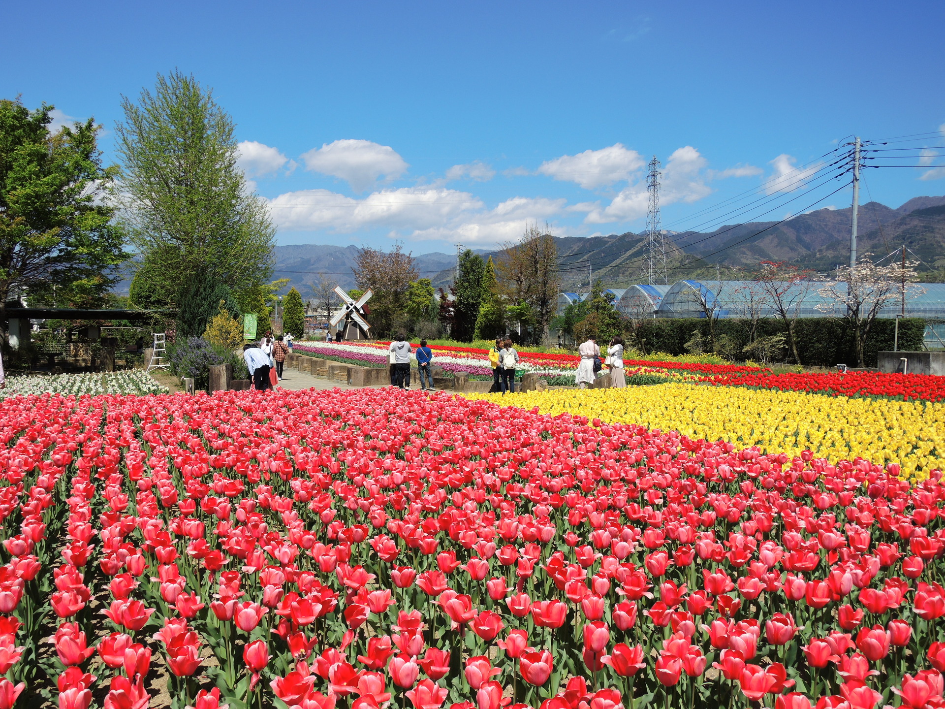 花 植物 チューリップ畑 壁紙19x1440 壁紙館