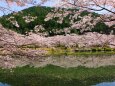 水に映る桜