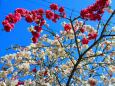 桜の花