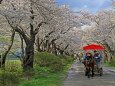 桜並木