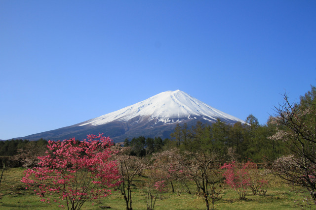 富士山春らしく
