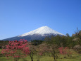 富士山春らしく