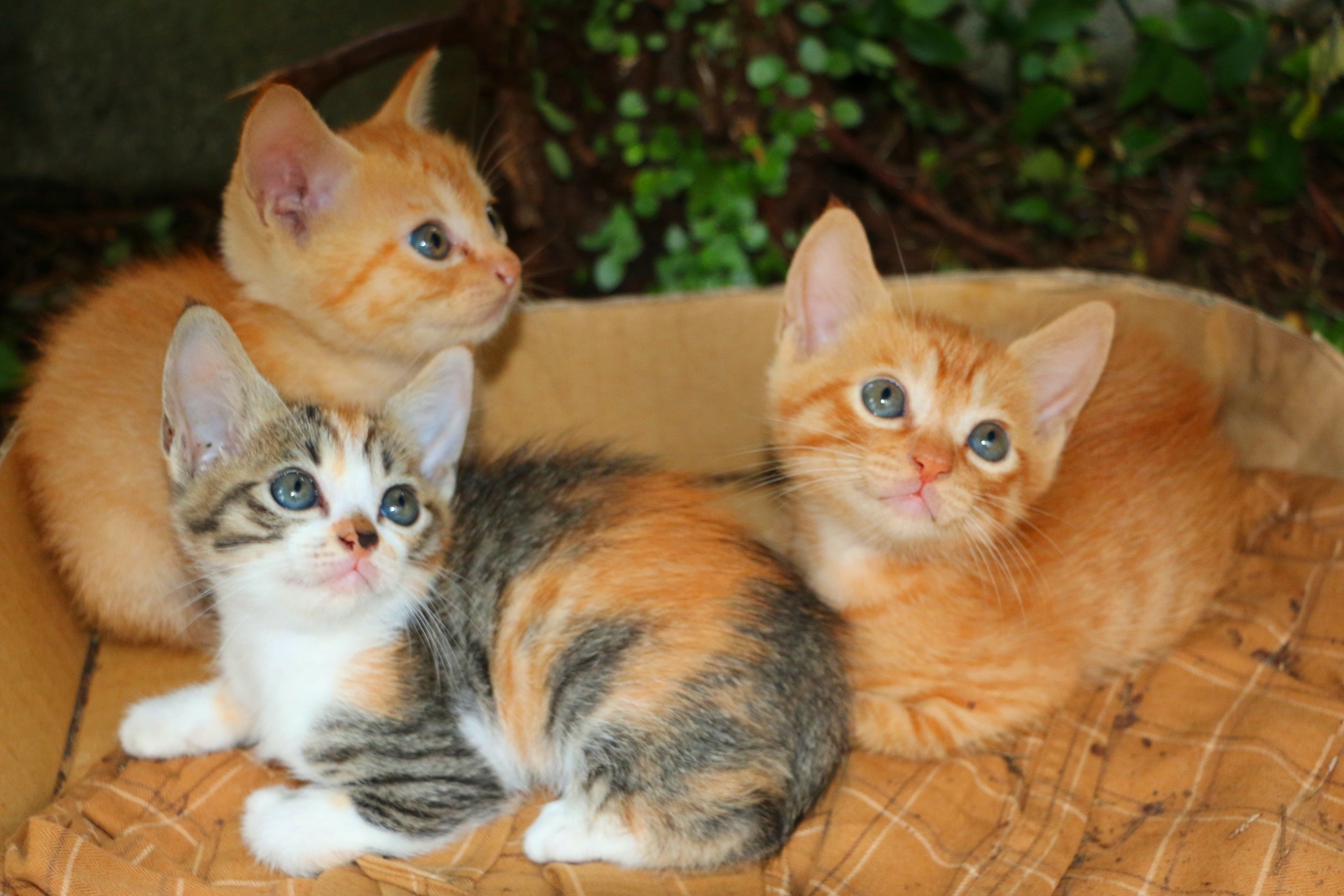 動物 猫 子猫 壁紙19x1280 壁紙館