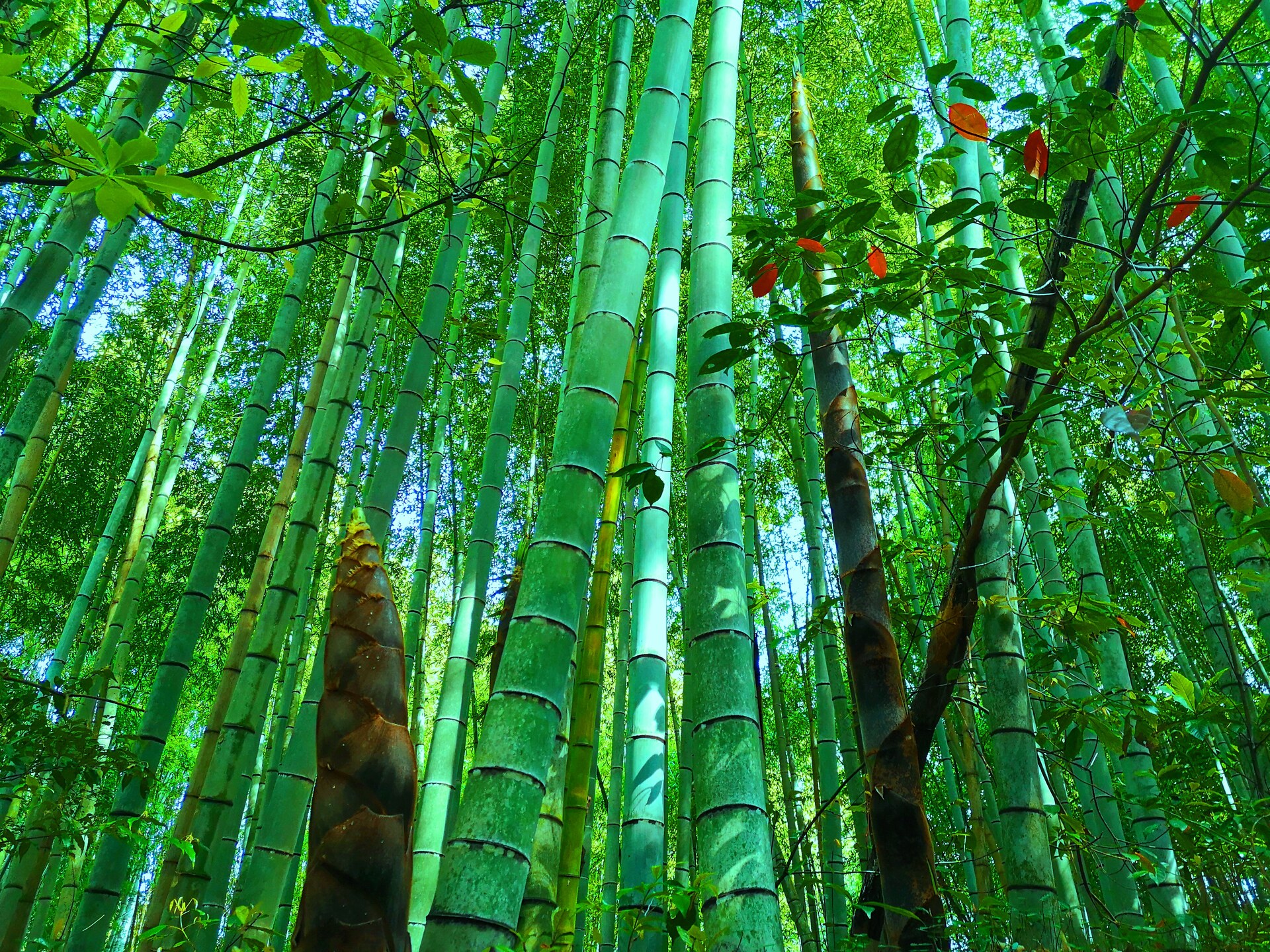 日本の風景 新緑の竹林とタケノコ 壁紙19x1440 壁紙館