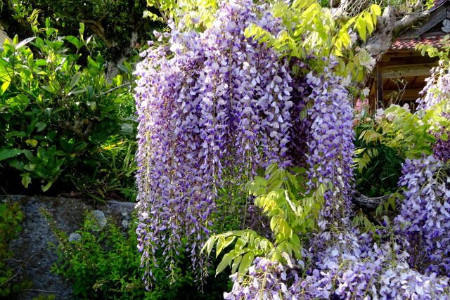 山里に咲いている藤