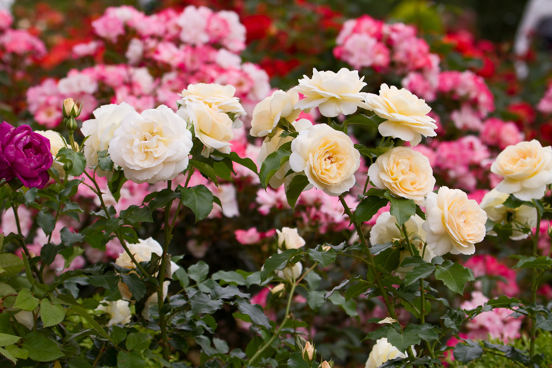 花 植物 マリーアントワネット 壁紙19x1280 壁紙館