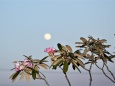 薄暮の待宵の月と石楠花