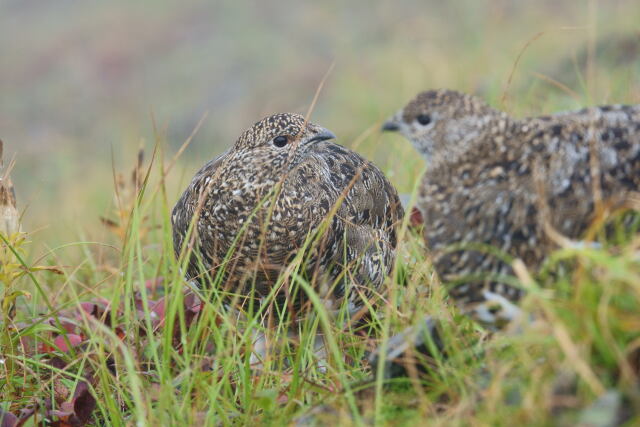 五竜岳の雌雷鳥3