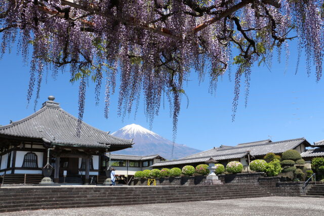 藤棚越しの富士山