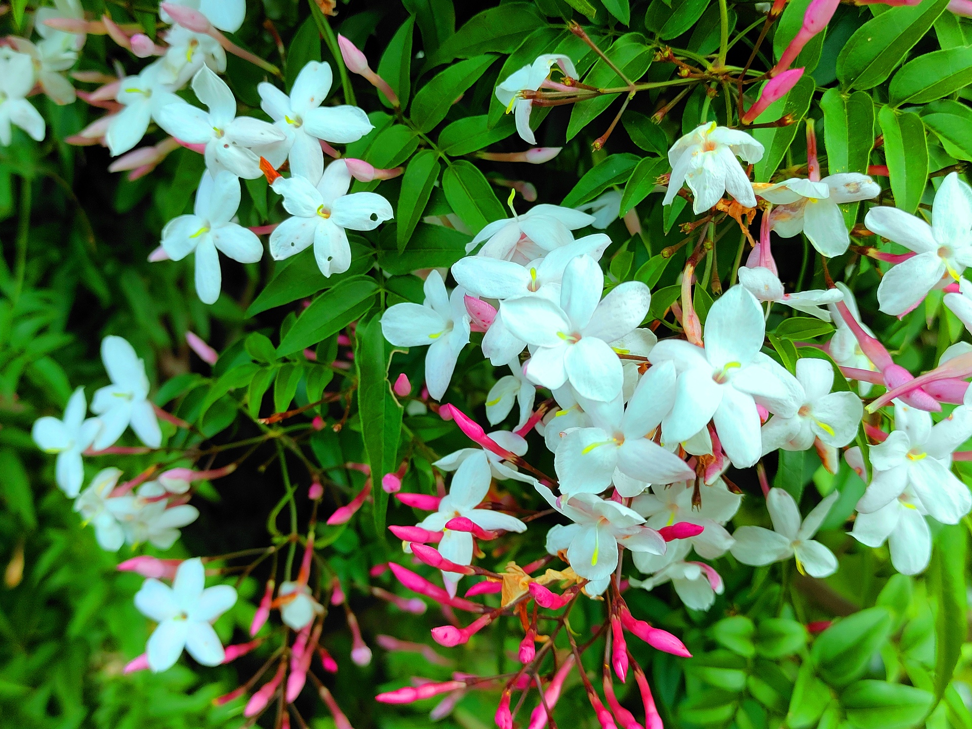 花 植物 ジャスミン 壁紙19x1440 壁紙館