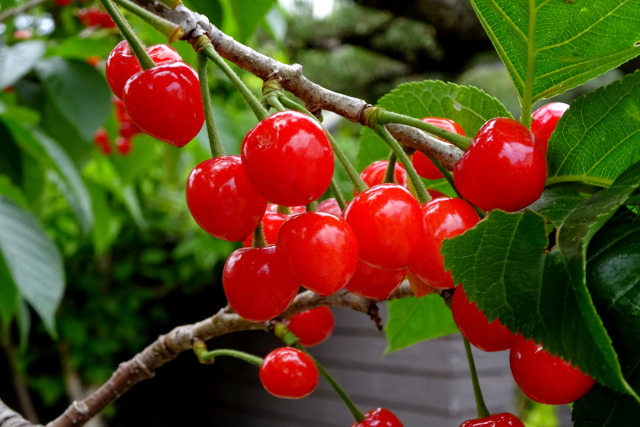 かわいいサクランボ