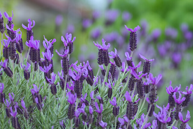 フレンチラベンダー