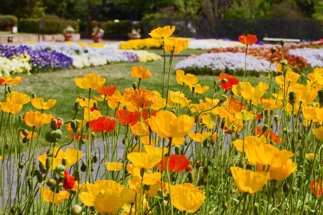 アイスランドポピー