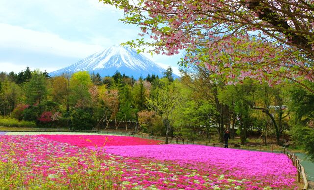 桜富士山芝桜