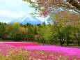 桜富士山芝桜