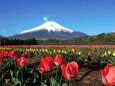 チューリップと富士山