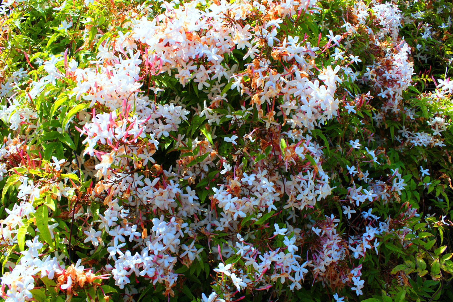 花 植物 ジャスミン 壁紙19x1280 壁紙館