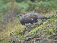 五竜岳の雄雷鳥11