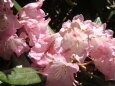 シャクナゲピンクの花