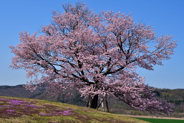 双子の桜