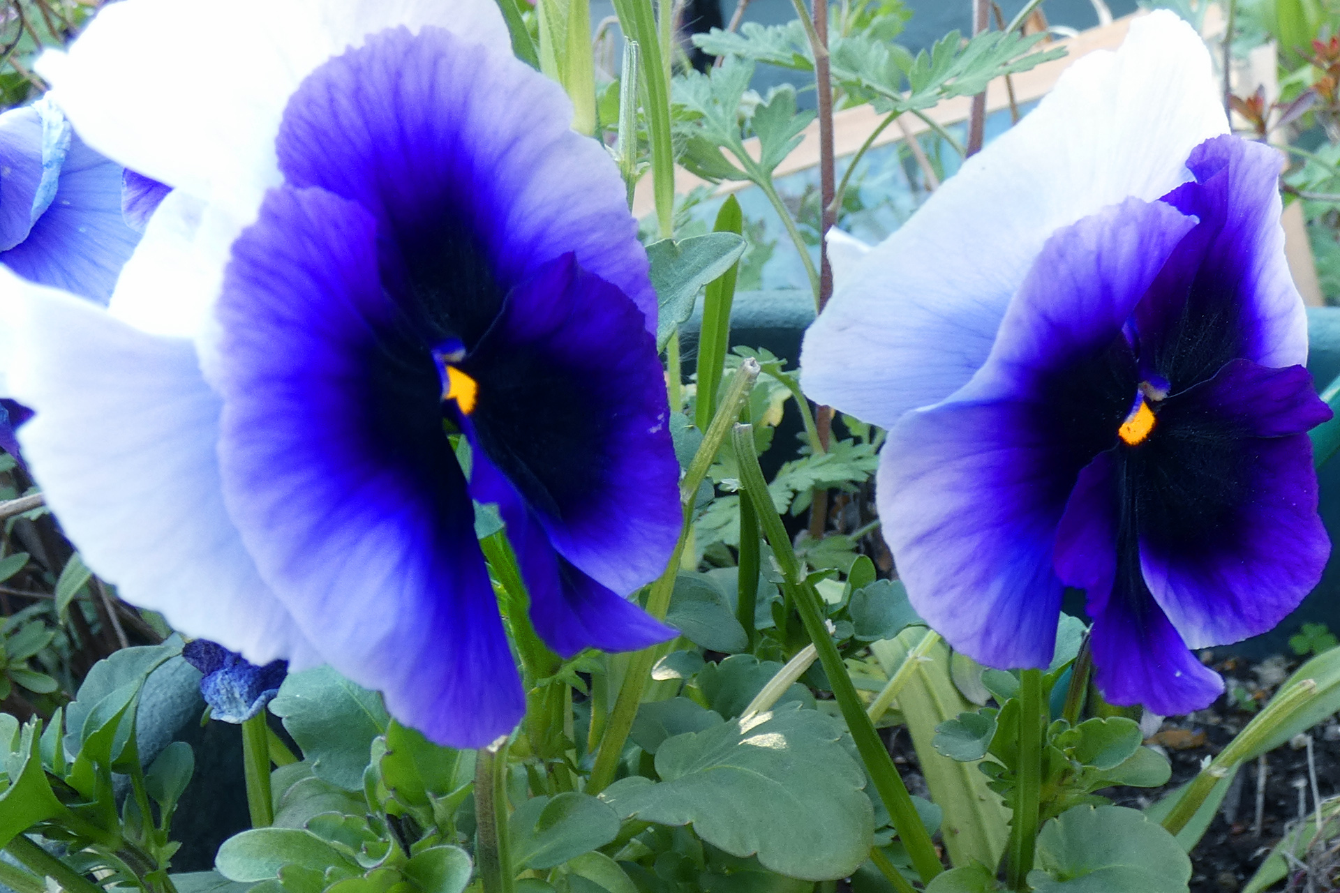 花 植物 青い花 壁紙19x1280 壁紙館