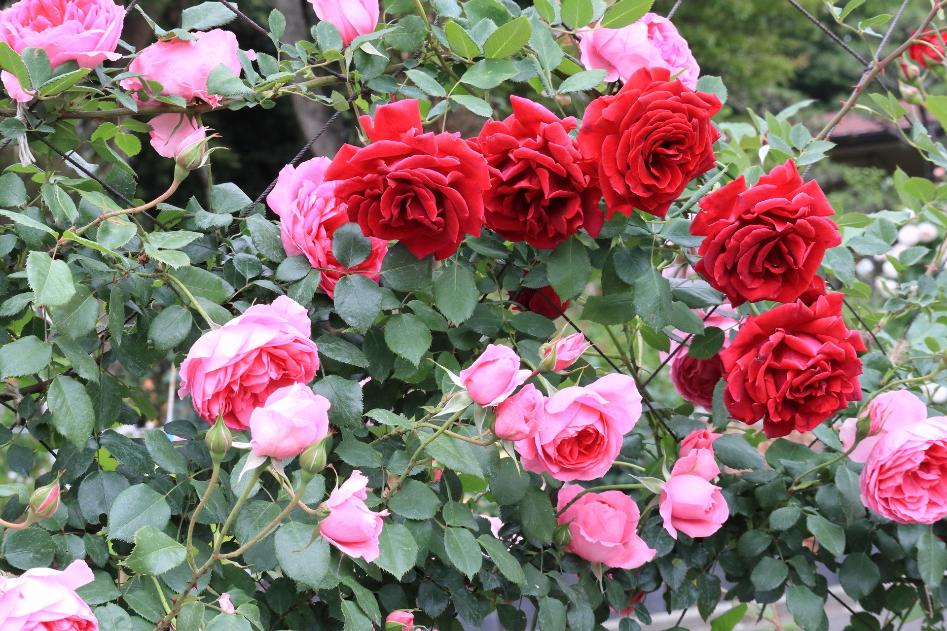 花 植物 バラ園の花 壁紙19x1280 壁紙館 花 植物 バラ園の花 壁紙19x1280 壁紙館