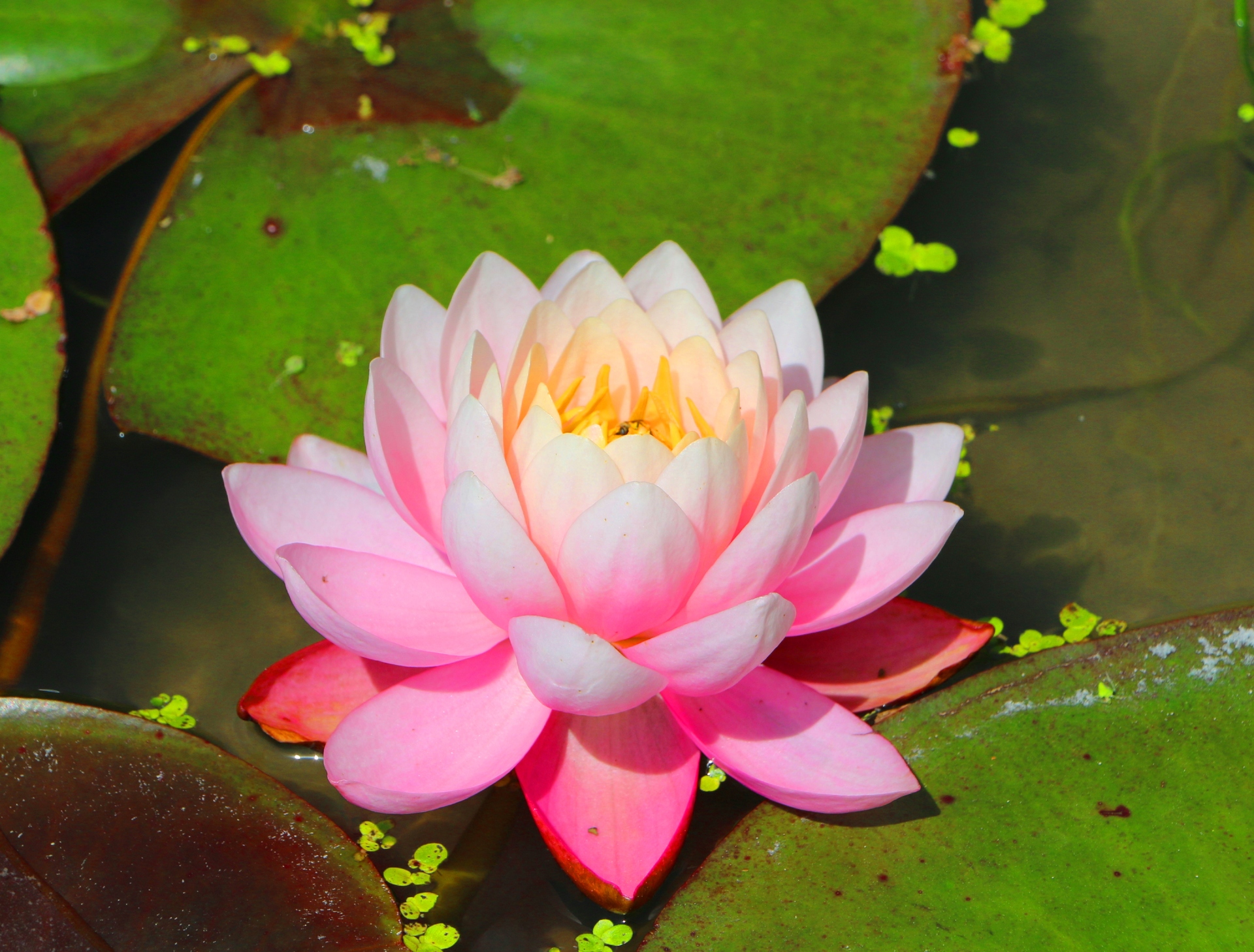 花 植物 ハスの花 壁紙19x1458 壁紙館