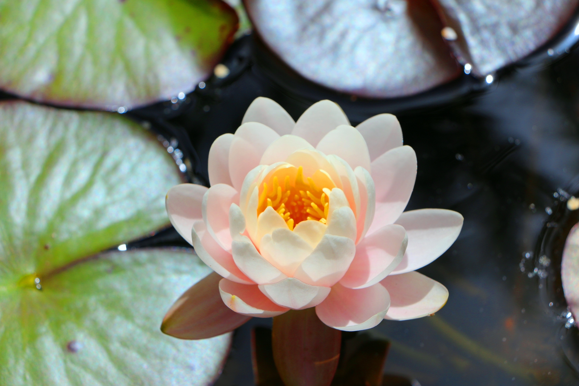 花 植物 ハスの花 壁紙19x1280 壁紙館 花 植物 ハスの花 壁紙19x1280 壁紙館