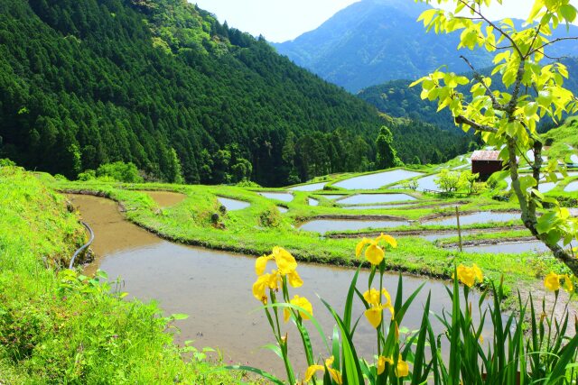 新緑の丸山千枚田