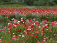 ポピーのお花畑 ②